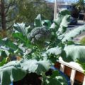 tips budidaya brokoli dengan media pot 120x120 » Cara Mudah Budidaya Brokoli di Dalam Pot