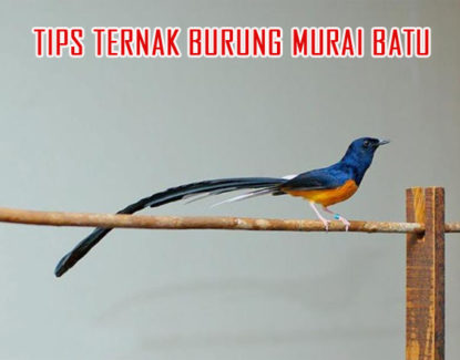 panduan ternak burung murai batu 415x325 » Cara Mudah Beternak Burung Murai Batu