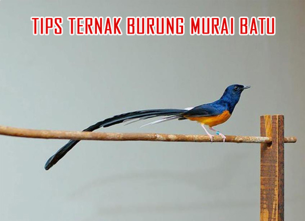 panduan ternak burung murai batu » Cara Mudah Beternak Burung Murai Batu