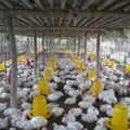 panduan sukses usaha ayam potong 120x120 » Tips Sukses Usaha Ayam Potong