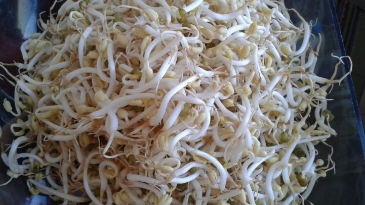 budidaya toge atau kecambah di rumah 1024x576 » Cara Budidaya Toge di Rumah Untuk Pemula