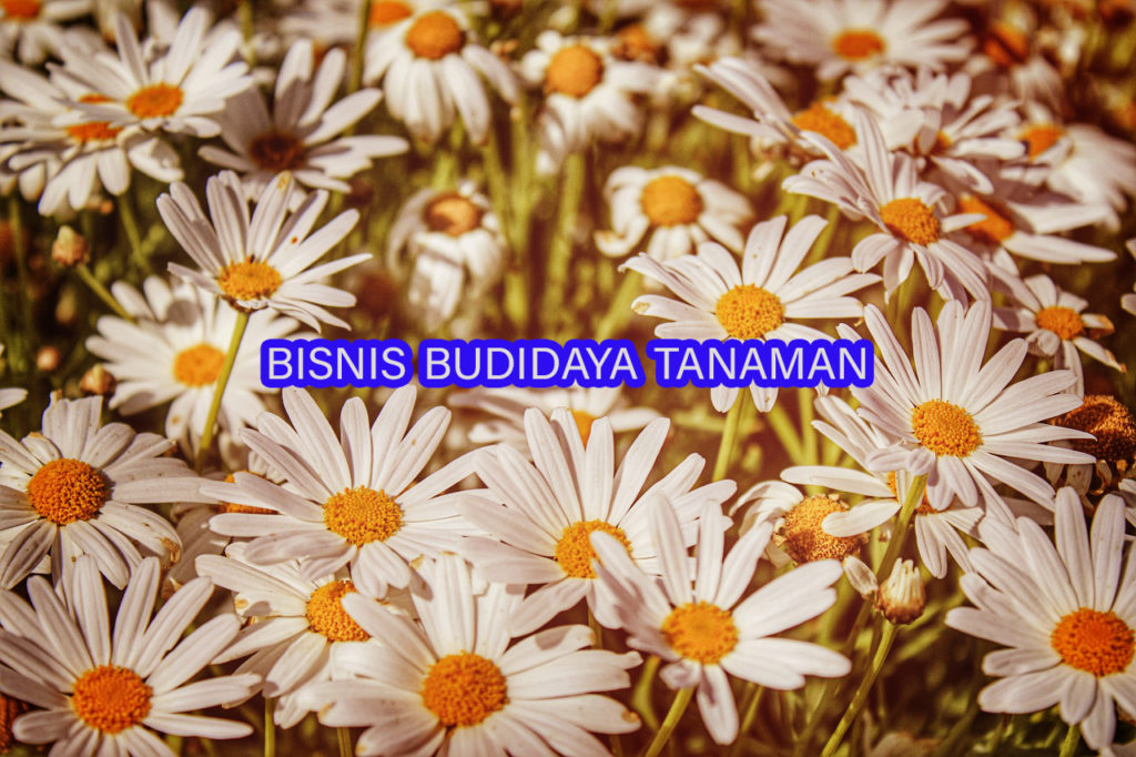 bisnis budidaya tanaman atau tumbuhan 1024x682 » Inilah Jenis Tanaman Yang Cocok Ditekuni sebagai Bisnis