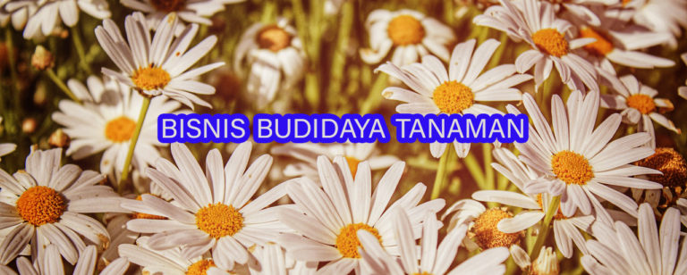 bisnis budidaya tanaman atau tumbuhan 768x308 » Inilah Jenis Tanaman Yang Cocok Ditekuni sebagai Bisnis