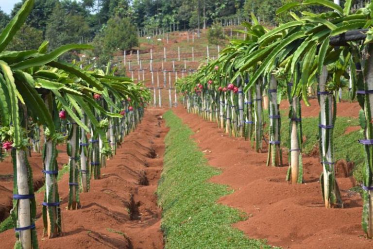 Cara Mudah Budidaya Buah Naga Agar Cepat Berbuah ByRest