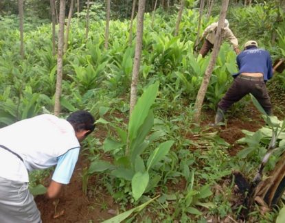 panduan budidaya kunyit 415x325 » Cara Mudah Budidaya Kunyit Agar Cepat Menghasilkan