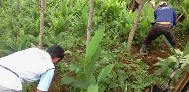 panduan budidaya kunyit 627x308 » Cara Mudah Budidaya Kunyit Agar Cepat Menghasilkan