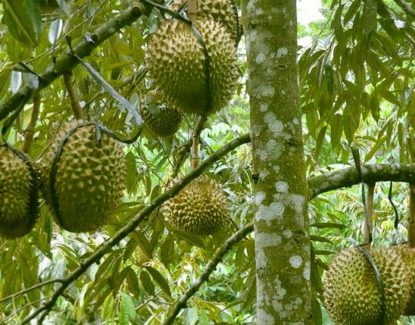 sukses budidaya durian bagaimana caranya 415x325 » Cara  Mudah Budidaya Durian Agar Panen Berlimpah