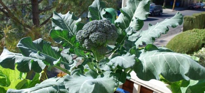 tips budidaya brokoli dengan media pot 674x308 » Cara Mudah Budidaya Brokoli di Dalam Pot