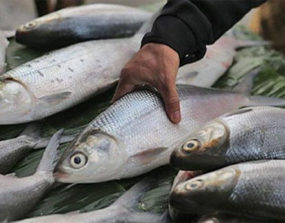 tips budidaya ikan bandeng dengan kolam terpal 415x325 » Cara Mudah Budidaya Ikan Bandeng di Kolam Terpal