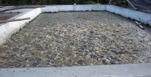 tips budidaya ikan patin pada kolam tembok 600x308 » Cara Budidaya Ikan Patin di Kolam Tembok Untuk Pemula