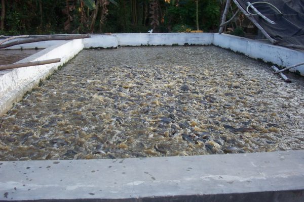 tips budidaya ikan patin pada kolam tembok » Cara Budidaya Ikan Patin di Kolam Tembok Untuk Pemula