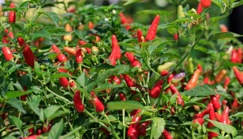 budidaya cabe merah dengan media tanam pot » Cara Mudah Budidaya Cabe Merah di Dalam Pot