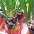 panduan budidaya bawang merah dengan media tanam pot 120x120 » Cara Budidaya Bawang Merah di Pot Untuk Pemula
