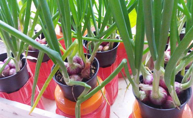 panduan budidaya bawang merah dengan media tanam pot » Cara Budidaya Bawang Merah di Pot Untuk Pemula