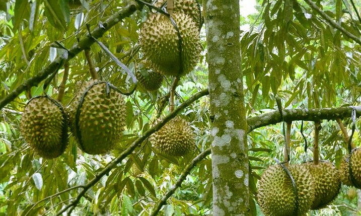 sukses budidaya durian bagaimana caranya » Cara  Mudah Budidaya Durian Agar Panen Berlimpah